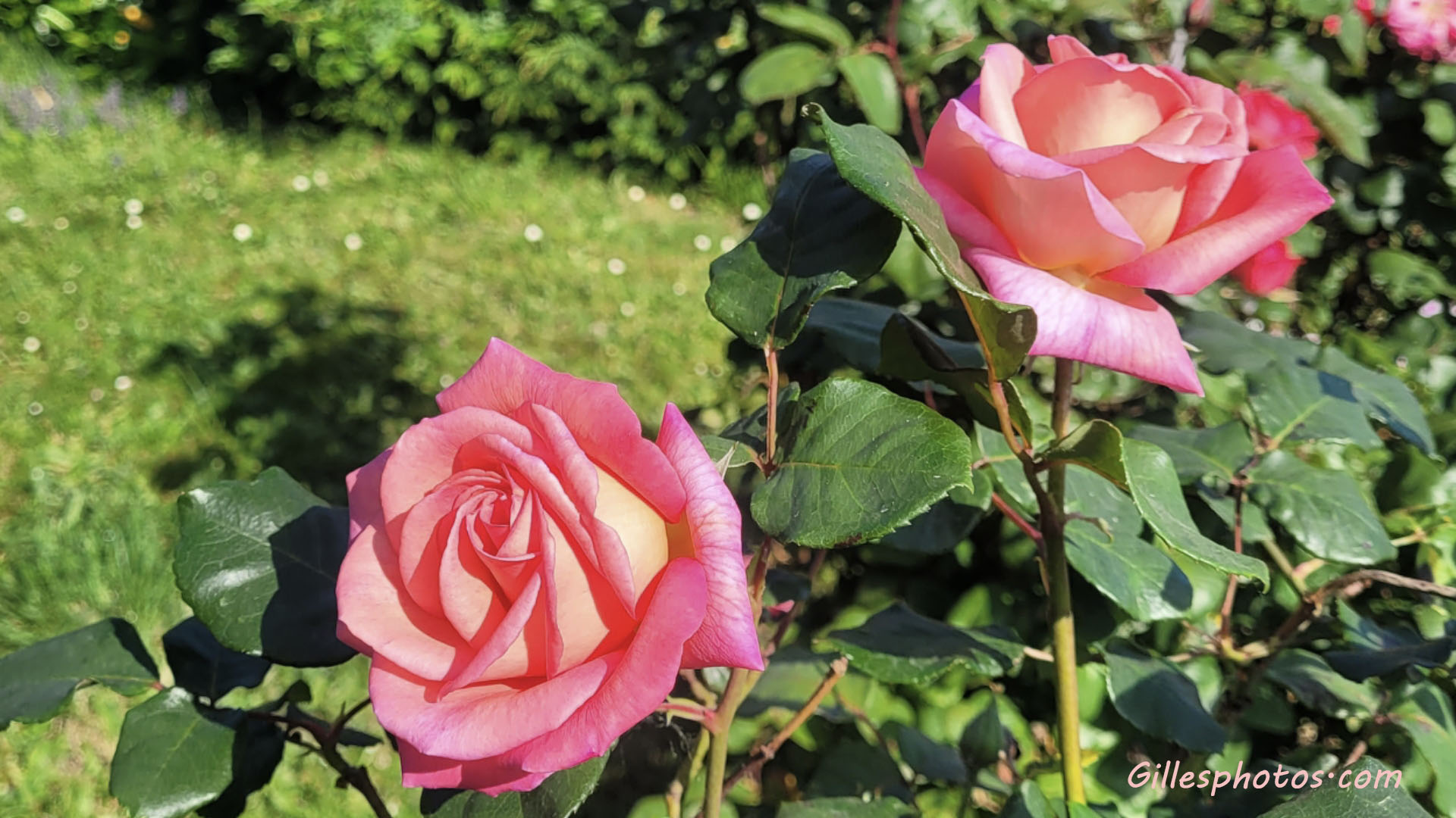 Avril 2026, Rose de printemps